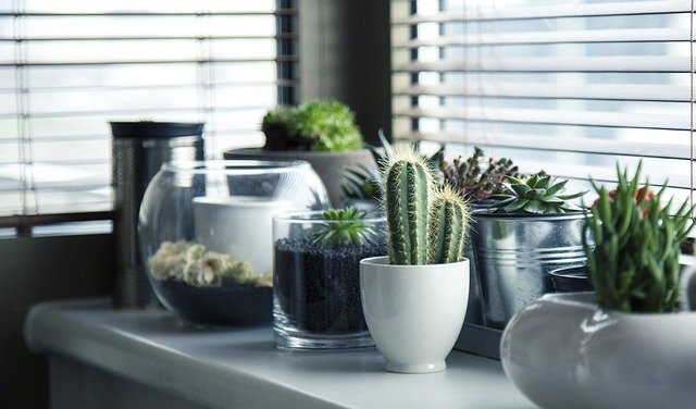 Comment pouvez-vous entretenir une plante en hiver?