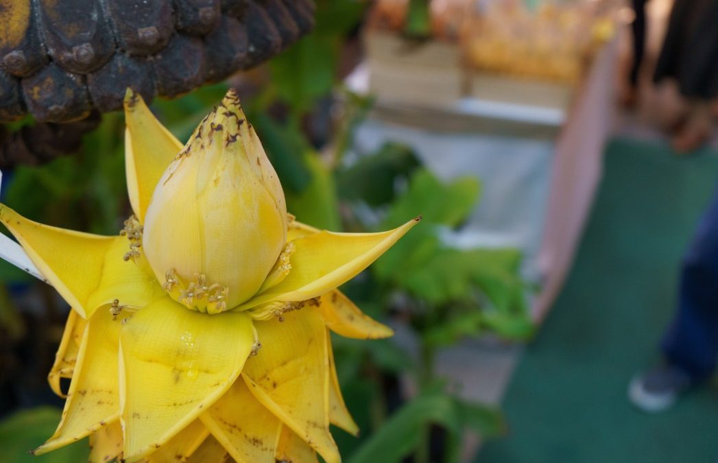 Le bananier ‘Lotus d’Or’ : une touche orientale dans votre salon.