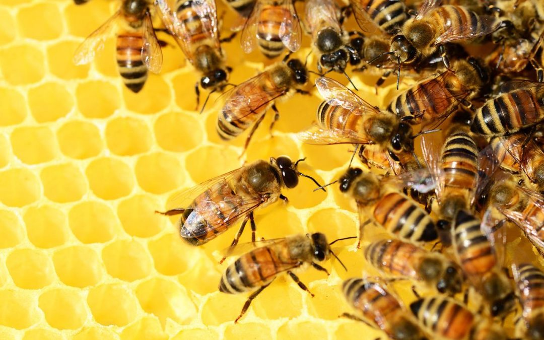 Conseils pour detruire un nid d’abeilles