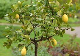 Quand et comment tailler un citronnier 4 saisons ?