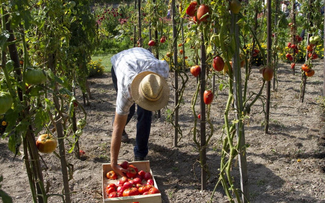 La plantation