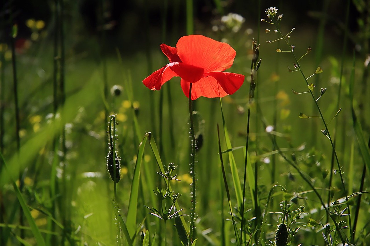 penser aux fleurs dans votre jardin.