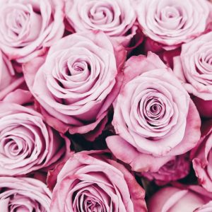 rose-rose