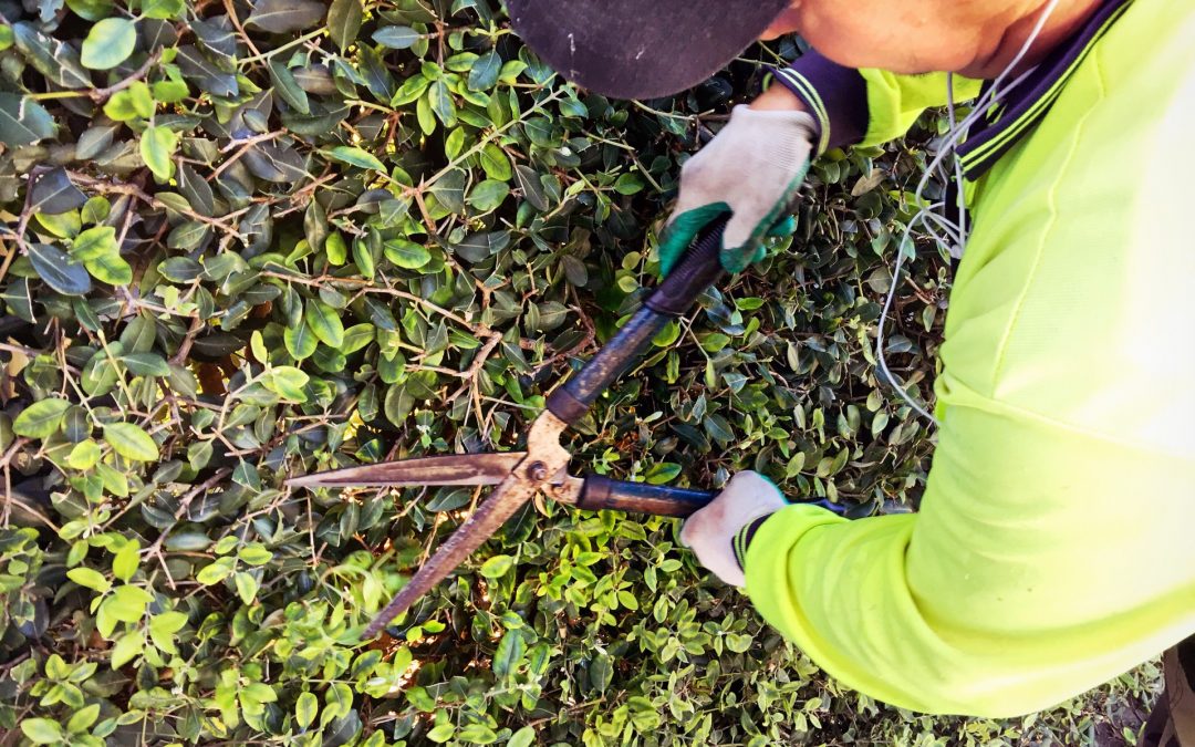 Comment bien entretenir son jardin ?