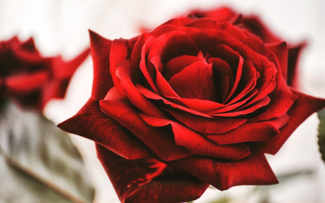 rose-rouge
