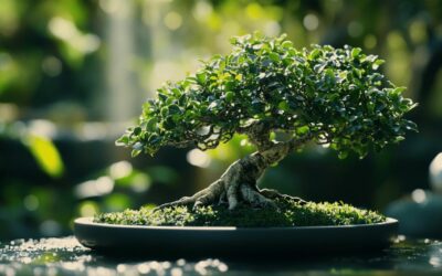 Comprendre la taille du bonsaï ficus : l’histoire millénaire d’une pratique méditative