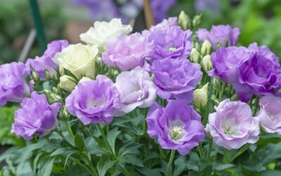 L’Eustoma grandiflorum : guide complet pour une floraison spectaculaire