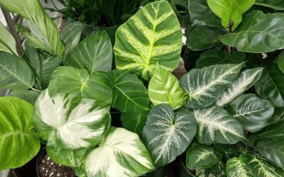 Les 4 plantes vertes a grandes feuilles interessantes pour un interieur zen et sans contraintes